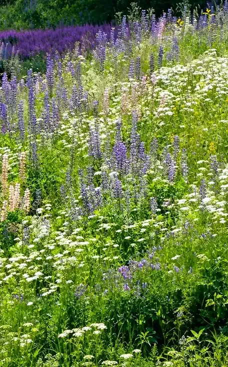 Blomsteräng med lupiner och hundkex i sommarsol