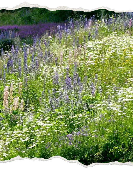 Blomsteräng med lupiner i sommarsol